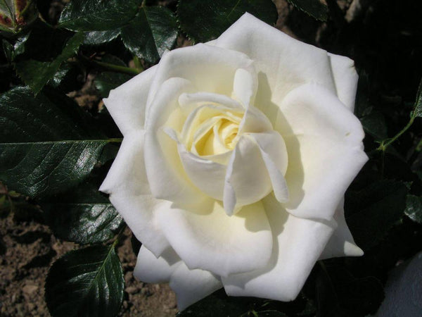 Jacobite White Rose Large Kilt Pin , Scottish