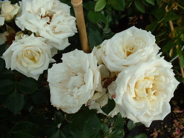 Jacobite White Rose Hook Ear Rings, Scottish